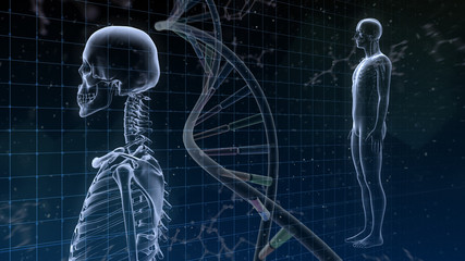 Human Body Skeleton Medical DNA Science Technology 3D illustration background. - obrazy, fototapety, plakaty