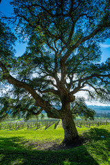 Château de Mons à Caussens