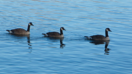 Canada geese in the harbour of Akaroa on Banks Peninsula on South Island of New Zealand
