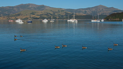 Canada geese in the harbour of Akaroa on Banks Peninsula on South Island of New Zealand