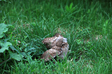 Owl Juvenile in the wild, close-up photos
