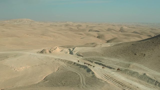 Flying around Camels on the Judean Desert Road. Israel. DJI_0155-01