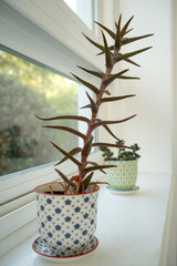 Succulent plant in mini pots on window sill