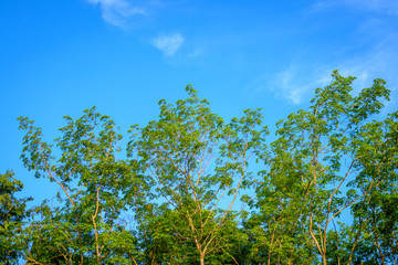 Fototapeta premium Low Angle View Of Trees Against Sky 