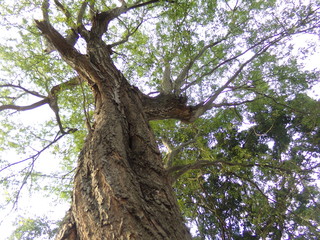 Fototapeta premium arbol 