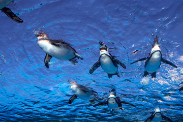Penguins swimming at Sunshine Aquarium in Tokyo　水族館の水槽で泳ぐペンギンの群れ © wooooooojpn