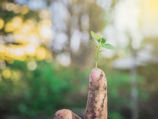 The hands of the farmers look dirty, but they are the things that help the world produce oxygen and food.