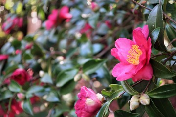 제주 동백꽃 군락지