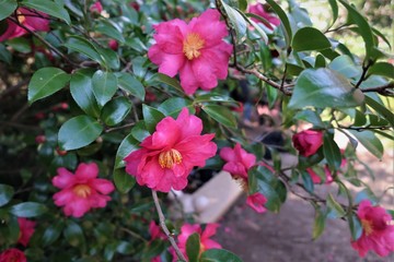 제주 동백꽃 군락지