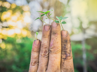 The hands of the farmers look dirty, but they are the things that help the world produce oxygen and food.