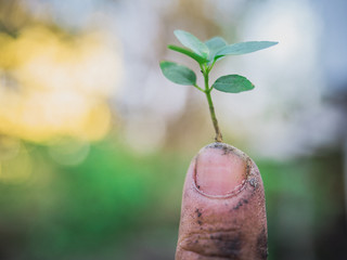 The hands of the farmers look dirty, but they are the things that help the world produce oxygen and food.