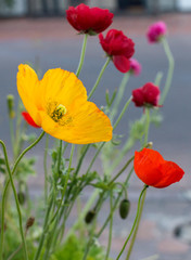 yellow and red flowers 
