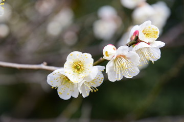 梅の花