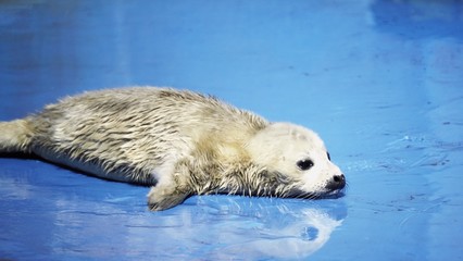 可愛いゴマフアザラシ © kat334