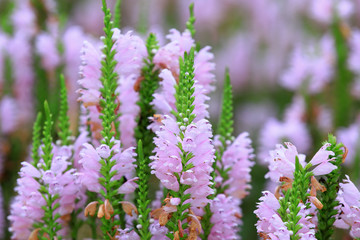 Labiatae perennial perennial perennial herbs