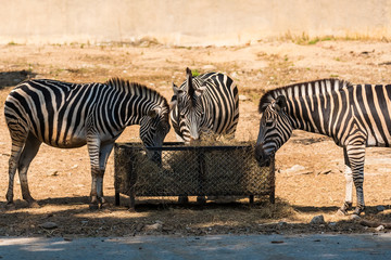Fototapeta na wymiar Chiang Mai , Thailand - January, 19, 2020 :Zebra in Chiang Mai Zoo at Chiang Mai, Thailand