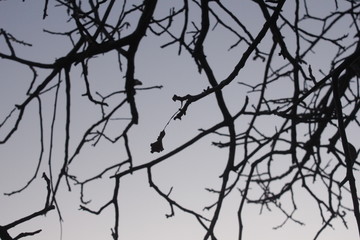 Fototapeta na wymiar winter tree branches against the sky