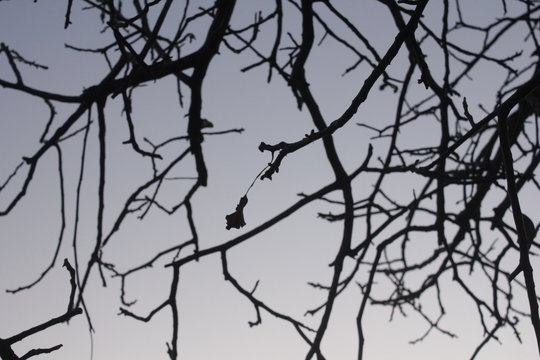winter tree branches against the sky