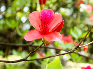 Red azalea flower blooming in a Japanese park