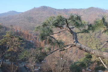 산속 소나무 풍경