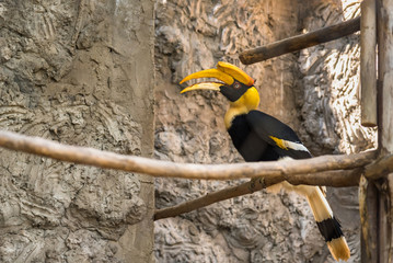 Chiang Mai , Thailand - January, 19, 2020 : Hornbill bird,Hornbill in a cage,zoo animal,protected animal,Trading protected wildlife at Chiang Mai , Thailand