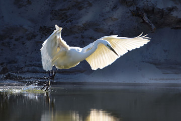  heron on takeoff