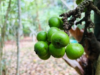 Close up green cluster fig or thai fig fruit in forest