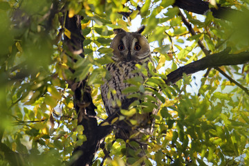 owl on the autumn tree
