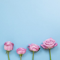 Pink purple rose flowers on sky blue background. Floral composition, flat lay, top view, copy space