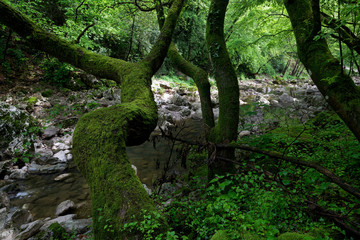 Fototapeta premium Dry riverbed in the Rjecina River canyon