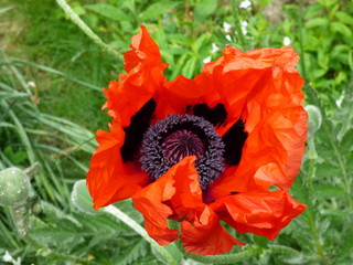 red poppy in a field