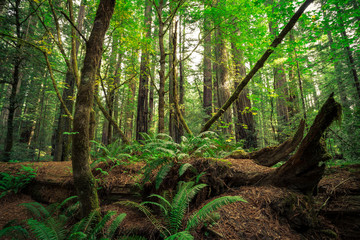 Fototapeta premium Views in the Redwood Forest, Redwoods National & State Parks California