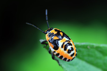 Stink bug on green leaves, North China