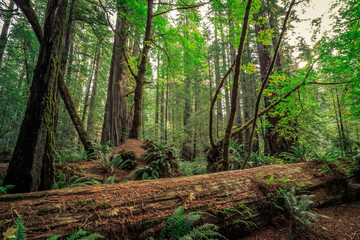 Views in the Redwood Forest, Redwoods National & State Parks California