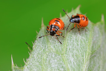 Stink bug on green leaves, North China
