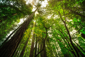 Fototapeta na wymiar Under the Redwood Trees, Redwoods National & State Parks California