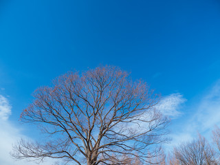 Fototapeta na wymiar 冬枯れの木々と青空