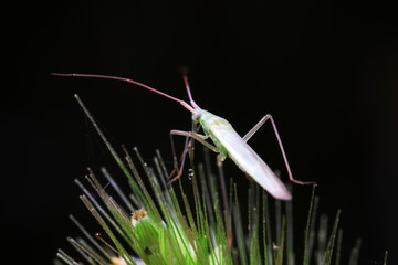 Stink bug on green leaves, North China