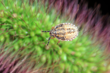 Stink bug on green leaves, North China