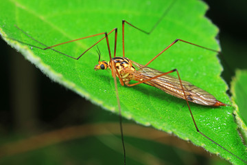 mosquitoes insect on green leaves, North China