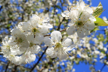 Obraz premium Image of a blooming apple tree.
