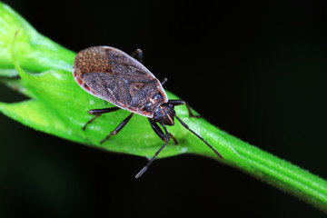 Stink bug on green leaves, North China