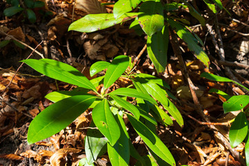 Green plants in the autumn forest.