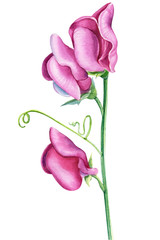 Watercolor pink flowers, blooming sweet peas on  isolated white background.