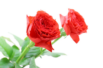 赤い薔薇 バラ ２輪 イングリッシュローズ