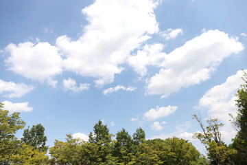 Obraz premium 青空と緑 森