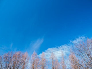 冬枯れの木々と青空