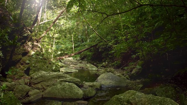Small river in the tropical rainforest.