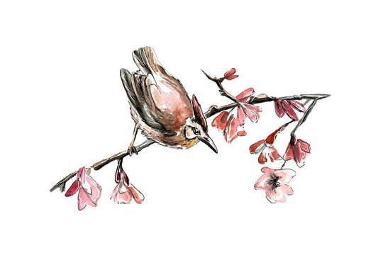A bird that is about to fly away is sitting on a flowering sakura branch. The illustration is painted in watercolor and a black pen. Isolated on white background.