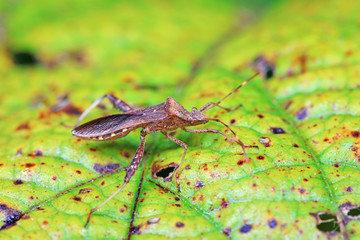Stink bug on green leaves, North China